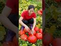 Harvest 1000+ Kg Of Red Pumpkin Goes to market sell #short