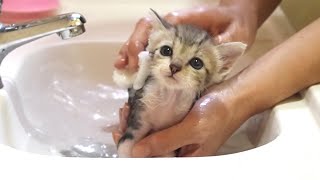 Amazingly cute first bath of rescued kitten.