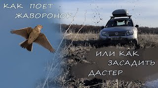 Как поет жаворонок, или как я застрял в весеннем поле