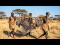 Hadzabe Tribe Survival Hunting Porcupines In The African Wilderness