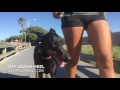 1 1/2 yr old Doberman 1 1/2 yr old Doberman