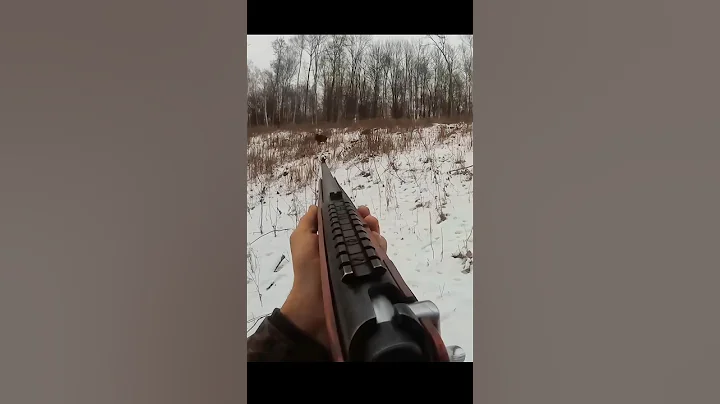 великолепный снимок дикого кабана, лучшая охота#chasse#jabali#hunting#cinghiale