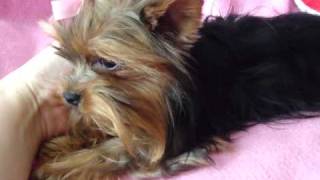 Yorkie Adult sale