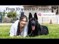 Watch my black German shepherd pup grow from 10 weeks to 7months