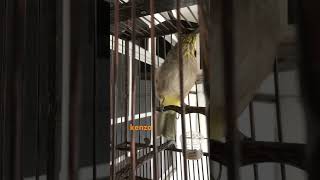 Download Lagu Denak Merbah Lekir #birds #denak MP3