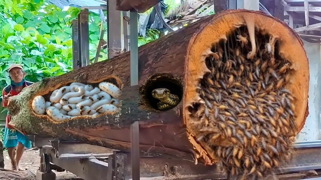 The mystery of the terrifying giant log at the sawmill - YouTube