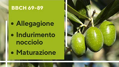 Che cosa vuol dire allegagione?