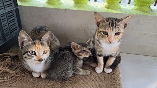 Evening Play With Little Cats In Ground