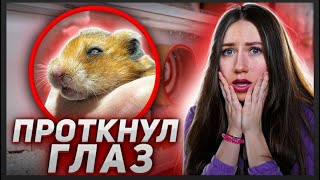 ХОМЯК ЭДДИ ПРОТКНУЛ ГЛАЗ - ЗАВТРА ОПЕРАЦИЯ! | Elli Di Pets