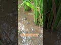 Obat Keong Pemakan Anakan Batang Padi Sawah #pupuktopfarm #topfarm #shortvideo #obattikussawah