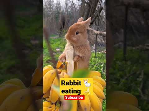 🐇Rabbit eating banana 🍌 | cute bunny eating fruits 😋 | #shorts #viral #rabbit #trending