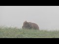 Grizzly cubs play-fighting