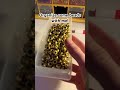 Organise some beads with me! part 2 tmr!! #kandi #kandikid #ponybeads #organization #beads
