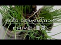 Seed Germination - Chive 韭菜发芽🪴￼