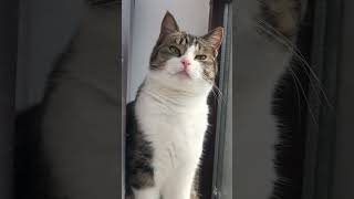 Unleash the Majestic Beauty of Jianzhou Cats