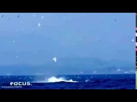 Orca whale punts seal 80 feet into the air
