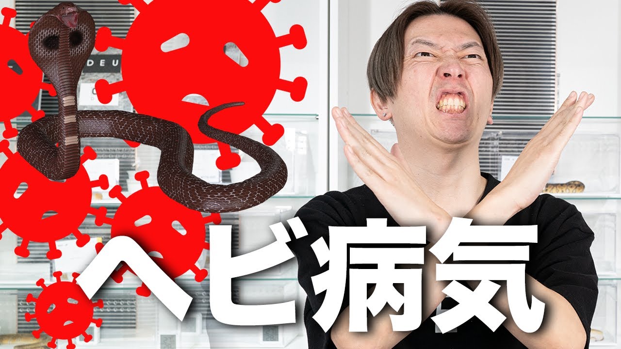 危険 ヘビの危険な病気３つ ボールパイソン飼育 ウイルス マウスロット ボールパイソン専門店 Deu Reptiles