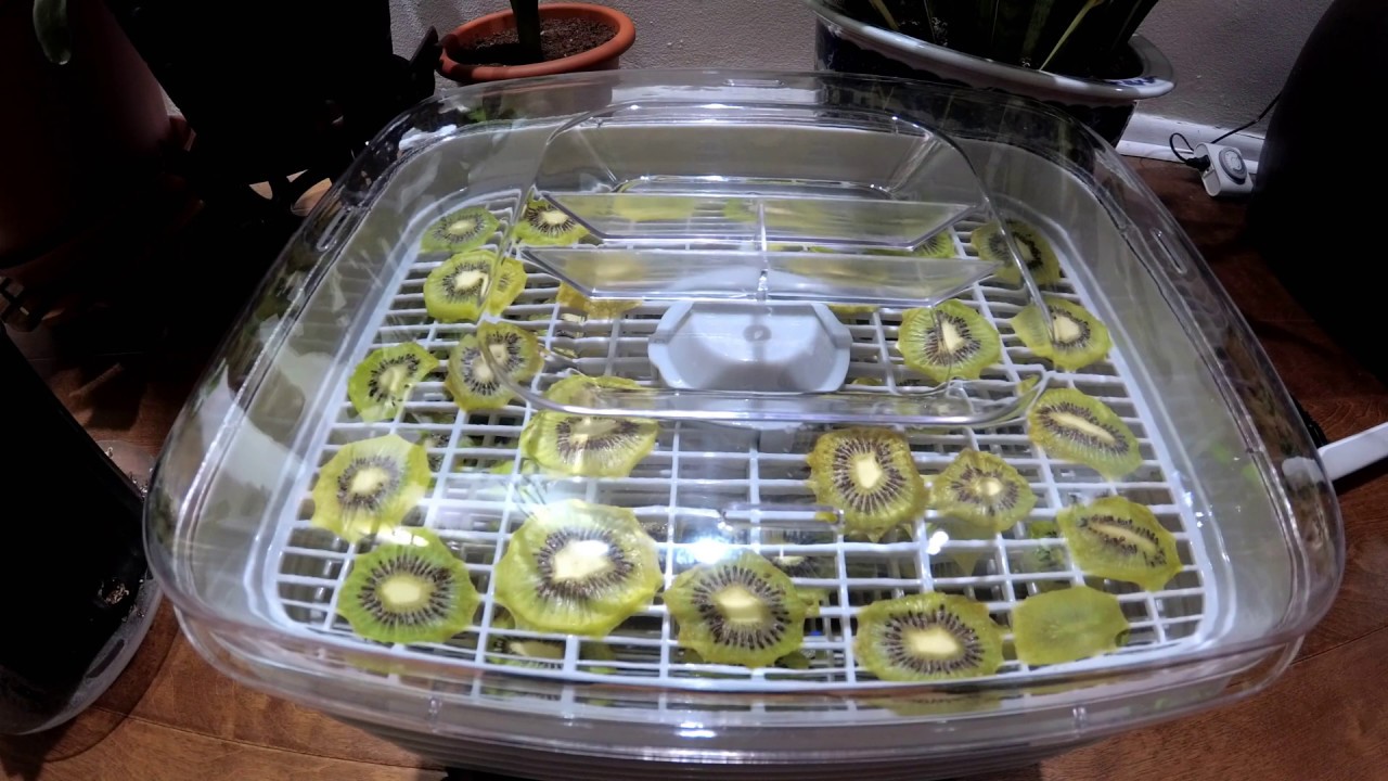 Kiwi Dehydrate in 1 Day YouTube