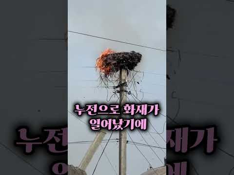황새의 둥지를 부순 소방관들에게 벌어진 광경