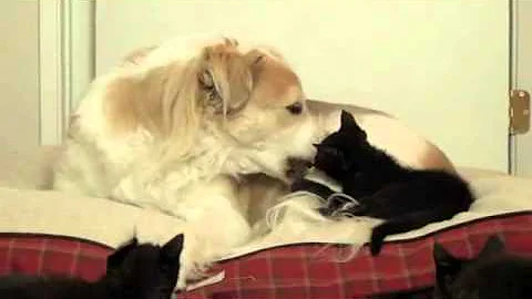 A very tolerant Dog