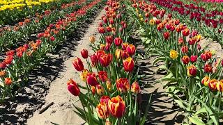 Current tulip festival in Chilliwack