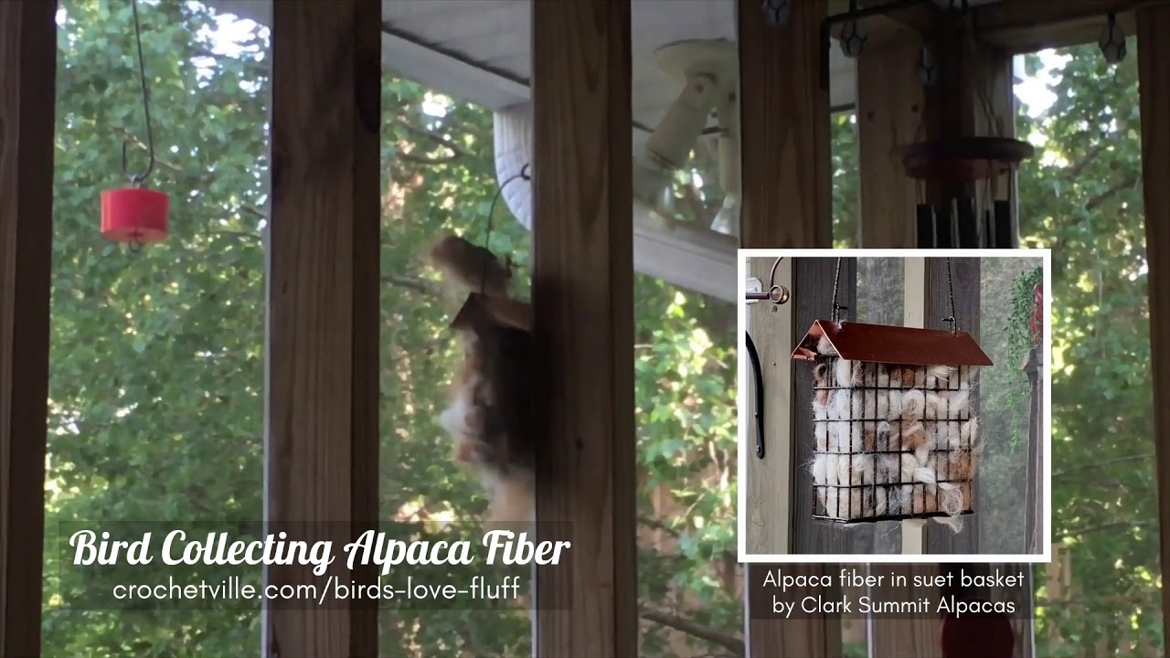 Bird Collects Alpaca Fiber for Nest