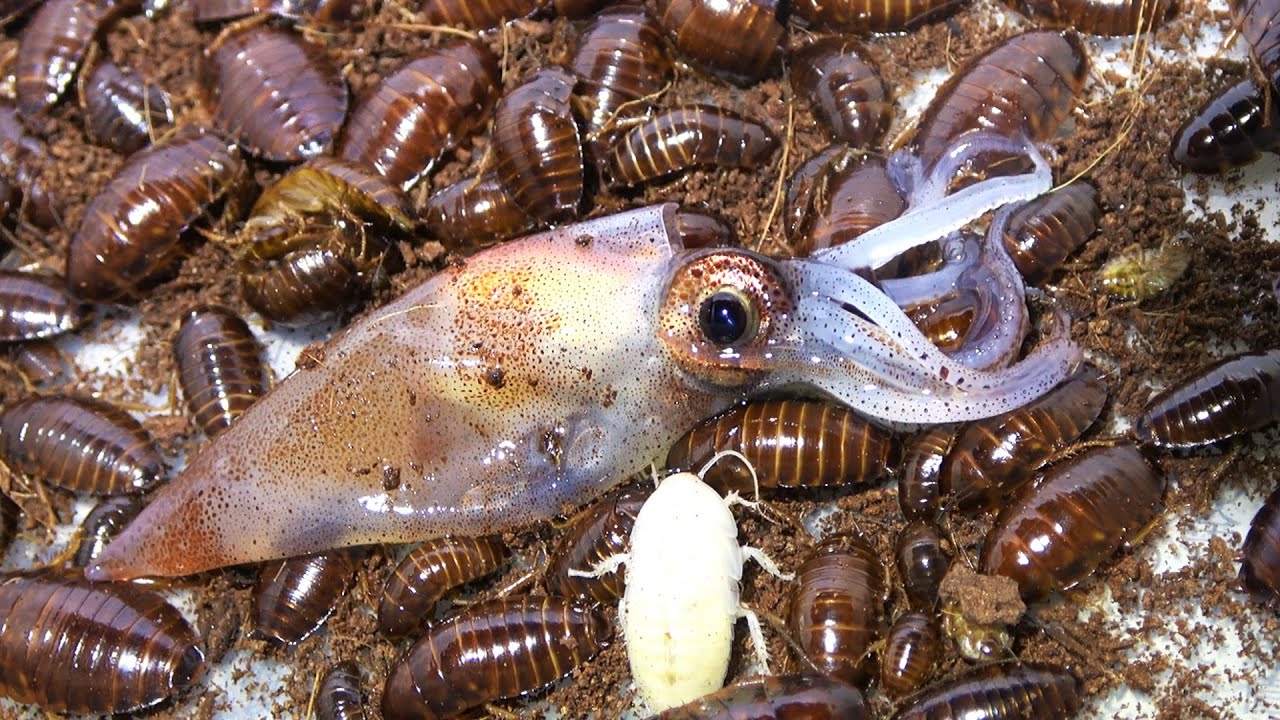 A healthy firefly squid is thrown into a swarm of carnivorous