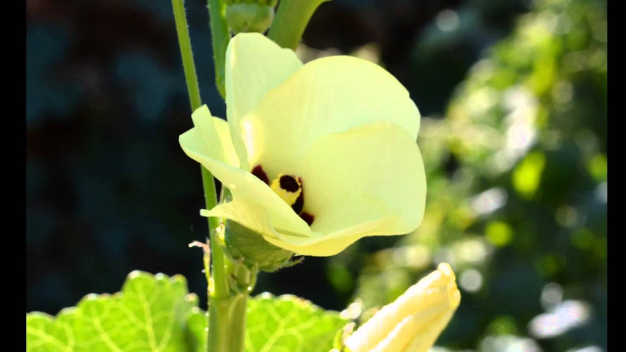Okra blossom time lapse YouTube