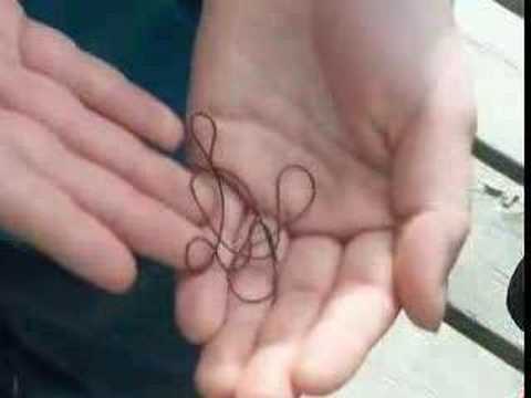 download parasite horsehair worm in humans download parasite horsehair worm in humans
