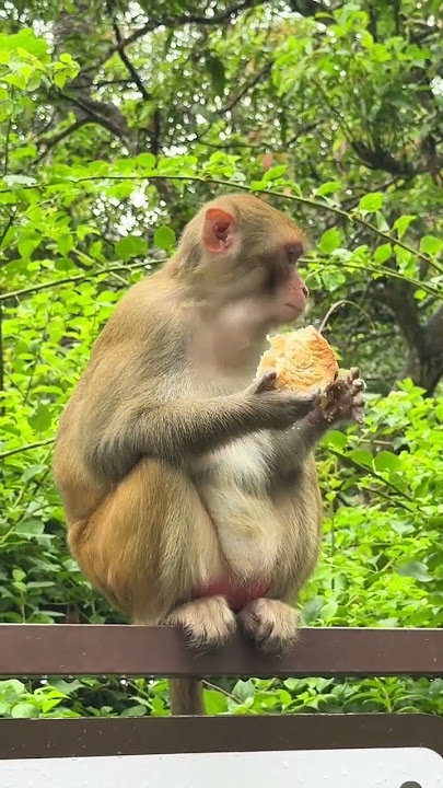 Mid-Autumn Festival, Eat mooncakes, go to the island to play with cute monkeys, Nanwan Monkey Is
