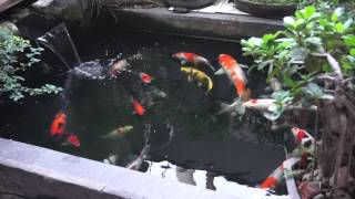 kolam ikan koi di depan rumah