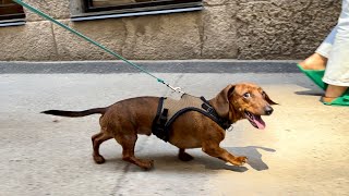 Mini dachshund strut!