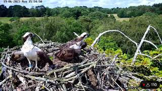 Un-ringed intruder Osprey visits the nest 19/06/23 by birdsofpooleharbour 4,750 views 11 months ago 1 minute, 34 seconds