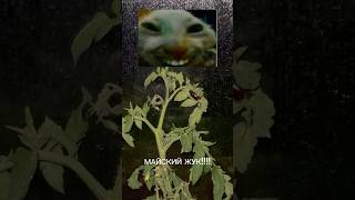 «МАЙСКИЙ ЖУК!» Всем привет! Я Настя, мне 23 года и это моя первая теплица🌝.