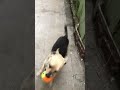 My Chihuahua Lucky playing fetch pt2 #youtube #youtubeshorts #shortvideo #shorts #short #dog #fetch