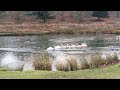 Swan Family Blazes Trail Through Icy Pond