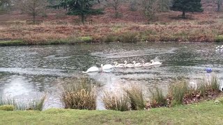 Swans Blaze Trail Through Icy Pond || ViralHog Swans Blaze Trail Through Icy Pond || ViralHog