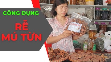 Công Dụng Của Rễ Cây Mú Từn - Zalo: 0868.184.777
