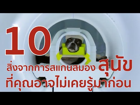 10 สิ่งจากการสแกนสมองของสุนัข ที่คุณอาจไม่เคยรู้มาก่อน