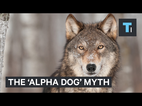 The 'alpha dog' myth is leading countless owners to mistreat their dogs