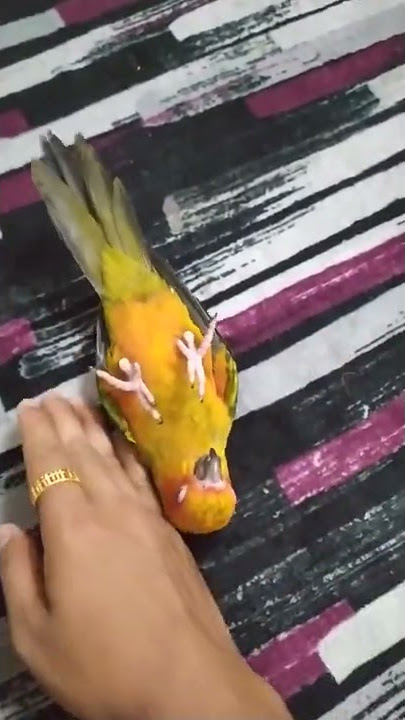 sun conure baby playing (peww peww)