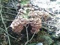СБОР ГРИБОВ В ЛЕСУ ОПЯТА !!!!!!! / Gathering mushrooms in the forest.