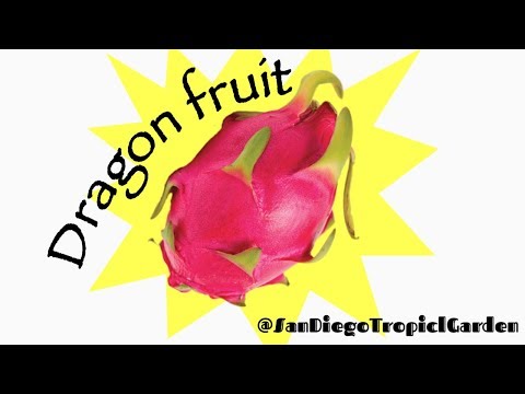 Videó: Pitahaya Dragon Fruit: Tippek a sárkánygyümölcsfák termesztéséhez