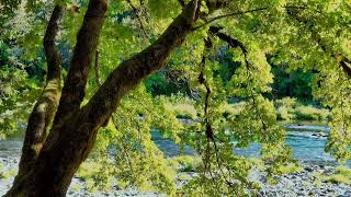 10 Saat Dere Kenarında Dallı Budaklı Bir Ağaç Gölgesinde Muhteşem Bir Arka Plan Videosu Sizlerle
