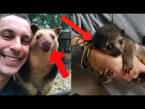 Seven cutest creatures of the world you&rsquo;ve never seen before - TOP 7 cutest Animals
