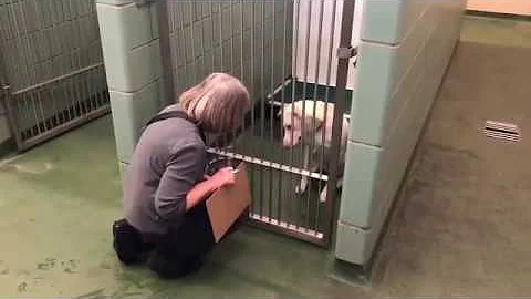 Volunteering at Animal Services