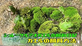 シュレーゲルアオガエルの飼育 餌やり大成功 モリアオガエル アマガエル 飼育方法 ツリアメ Youtube