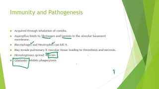 Aspergillus