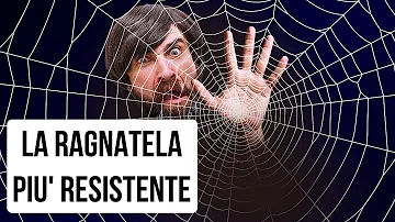 Quanto resiste una ragnatela?