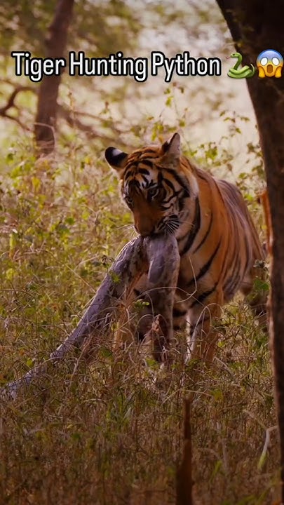 Tiger hunting python 🐍😱 #shortvideo #trending #indianwildlife #tiger # ...